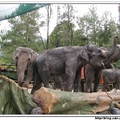 印尼野生動物園 - 大象