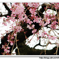 某戶人家的櫻花 - 洗足池 - 日本