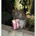 猴子吃零食 - 黑風洞 - 馬來西亞
