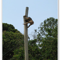 猴子表演 - 波德申鴕鳥園 - 馬來西亞