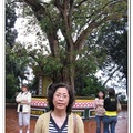 鎮國寺-菩提樹