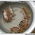 下龍灣-水上漁村賣的花蟹