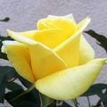2011, Yellow Roses - 2