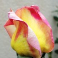 2011, Yellow Roses - 4