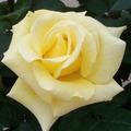 2011, Yellow Roses - 2