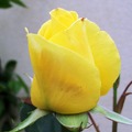 2011, Yellow Roses - 4