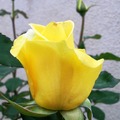 2011, Yellow Roses - 5