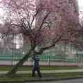 家門前的一棵櫻樹，穿上了春裝，裊裊依人。