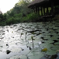 Lotus Pond in MiaoLi, Taiwan