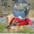 hummingbird @ Bear Lake