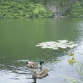 龜山島湖中的綠頭鴨