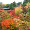 東福寺楓林，紅與黃與綠交錯如畫，美到不行