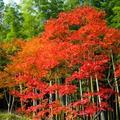 嵐山楓紅與綠竹交相輝映