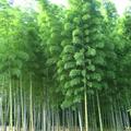 嵐山的竹林，我看過最瀟灑挺拔的竹林