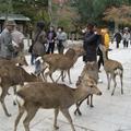 奈良公園的鹿，到處要東西吃