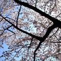 京都高瀨川的天空之櫻