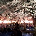 円山公園櫻花下夜宴的年輕人