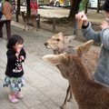 奈良公園餵鹿的日本小女孩