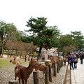 奈良公園的鹿群