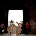 在東大寺前門便便的鹿，彷彿才是這裡的主人