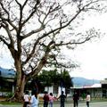 學田國小操場邊，有一棵象徵生生不息的老樹