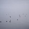 晨霧中，琵琶湖中的野鴨，像氤氳的山水畫