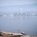 霧漸散，水鳥在琵琶湖邊覓食，對岸的樓房浮現