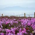 琵琶湖邊蔓生的不知名春花