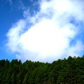 清晨溪頭杉林上空的藍天白雲