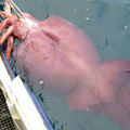 the world's largest squid...