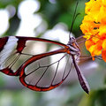 透明蝴蝶
