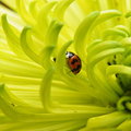 【美好的瞬間】 - 綠絲菊上的瓢蟲