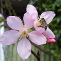 【美好的瞬間】 - 櫻花上的蜂訪