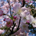 今年見到最漂亮的一樹櫻花