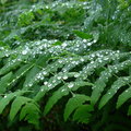 【雨季的故事】那年台北 - 蕨葉上的雨珠