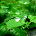 【雨季的故事】那年台北 - 菁芳草上的雨珠