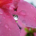 【雨季的故事】那年台北 - 花間水珠花倒影