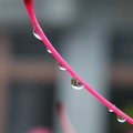 【雨季的故事】那年台北 - 花蕊上的雨珠