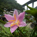 【雨季的故事】那年台北 - 雨中的韭蘭