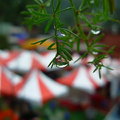 【雨季的故事】那年台北 - 武竹上的水珠