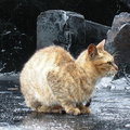 【雨季的故事】那年台北 - 細雨後黑油毛氈尚的貓