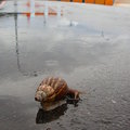 【雨季的故事】那年台北 - 颱風雨後的蝸牛散步