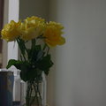 黃roses