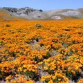 美國加州野花 10