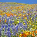 美國加州野花 11