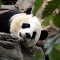 熊貓是稀有動物，線條簡明黑白對比的毛色，大臉龐上的眼睛，很詼諧的抹上兩大塊墨色，讓人看了不禁莞爾。圓滾滾毛茸茸的身軀，渾身上下透着惹人憐愛的憨傻勁兒。