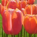 庫肯霍夫花園的鬱金香花ㄦ好多好多,看得人眼花撩亂,這張是我拍得較滿意的一張.