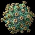微觀世界中以３之立體呈現於人類細胞表層的愛滋病毒