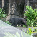 木柵動物園33