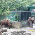 木柵動物園42